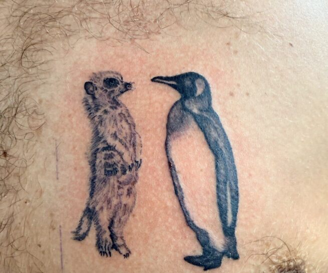 Meerkat & Penguin
