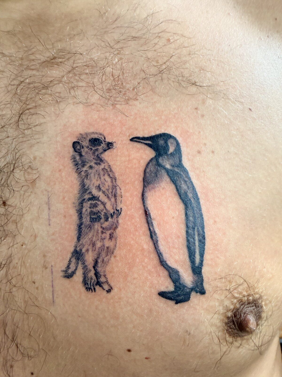 Meerkat & Penguin
